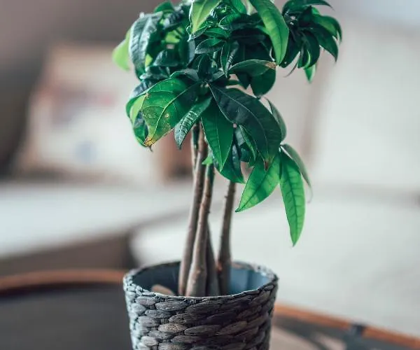 Eptalofos Loft Apartment